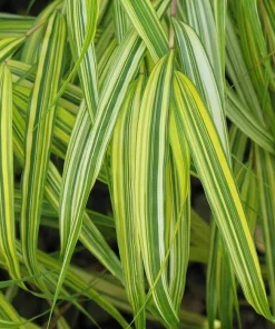 Japanese Forest Grass Aureola Live Starter Plant, Hakonechloa, Shade Ornamental Grass, 2.5" Pot - Image 2