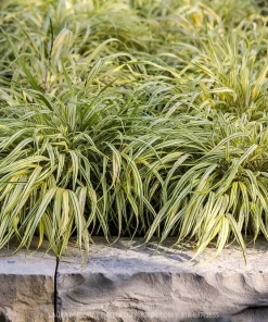 Japanese Forest Grass Aureola Live Starter Plant, Hakonechloa, Shade Ornamental Grass, 2.5