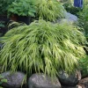 Japanese Forest Grass Aureola Live Starter Plant, Hakonechloa, Shade Ornamental Grass, 2.5" Pot - Image 1