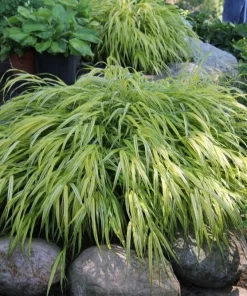 Japanese Forest Grass Aureola Live Starter Plant, Hakonechloa, Shade Ornamental Grass, 2.5" Pot - Image 1