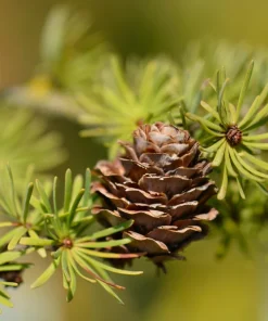 Japanese Larch Tree Seeds - 25 Larix Kaempferi Conifer Seeds for Bonsai - Image 8
