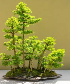 Japanese Larch Tree Seeds - 25 Larix Kaempferi Conifer Seeds for Bonsai - Image 9