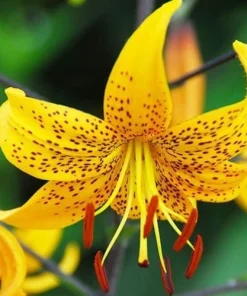 Japanese Lily Leichtlinii Flower Bulb (1) - Rare Perennial Outdoor - Image 2