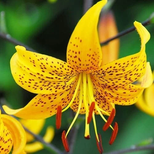 Japanese Lily Leichtlinii Flower Bulb (1) - Rare Perennial Outdoor - Image 2