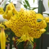 Japanese Lily Leichtlinii Flower Bulb (1) - Rare Perennial Outdoor - Image 1