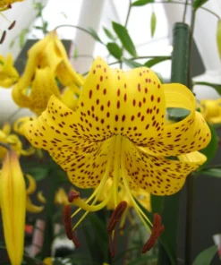 Japanese Lily Leichtlinii Flower Bulb (1) - Rare Perennial Outdoor - Image 1