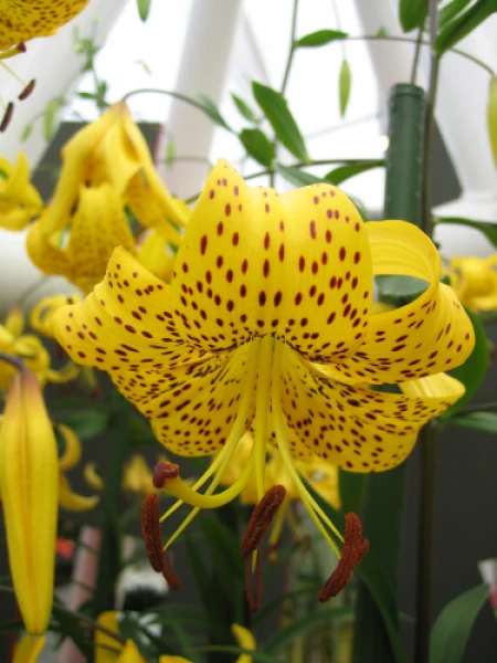 Japanese Lily Leichtlinii Flower Bulb (1) - Rare Perennial Outdoor - Image 1