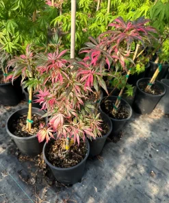 Japanese Maple Live Plant – Red Variegated Acer palmatum – 18-24" Tall – #1 Container - Image 7