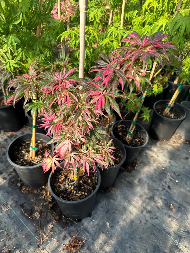 Japanese Maple Live Plant – Red Variegated Acer palmatum – 18-24" Tall – #1 Container - Image 7