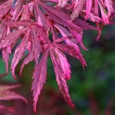 Japanese Maple Live Plant – Red Variegated Acer palmatum – 18-24" Tall – #1 Container - Image 8