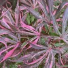 Japanese Maple Live Plant – Red Variegated Acer palmatum – 18-24" Tall – #1 Container - Image 1