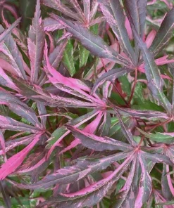 Japanese Maple Live Plant – Red Variegated Acer palmatum – 18-24" Tall – #1 Container - Image 1