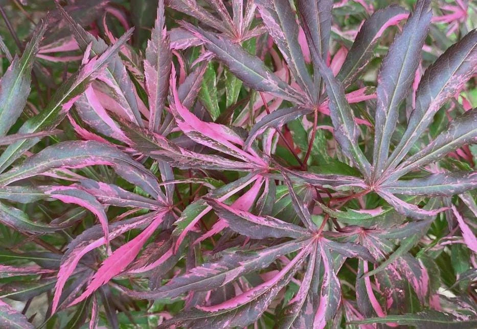 Japanese Maple Live Plant – Red Variegated Acer palmatum – 18-24" Tall – #1 Container - Image 1