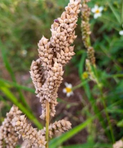 Japanese Millet Seeds - 150 Count Echinochloa Frumentacea Grain, Annual - Image 2