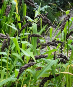 Japanese Millet Seeds - 150 Count Echinochloa Frumentacea Grain, Annual - Image 3
