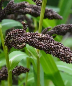 Japanese Millet Seeds - 150 Count Echinochloa Frumentacea Grain, Annual - Image 4