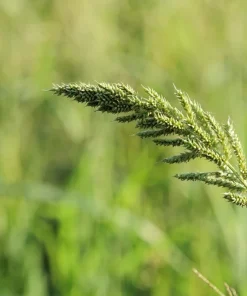 Japanese Millet Seeds - 150 Count Echinochloa Frumentacea Grain, Annual - Image 5