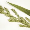 Japanese Millet Seeds - 150 Count Echinochloa Frumentacea Grain, Annual - Image 1