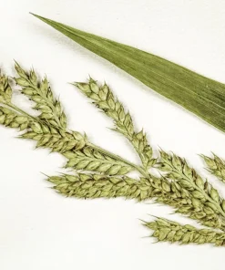 Japanese Millet Seeds - 150 Count Echinochloa Frumentacea Grain, Annual - Image 1