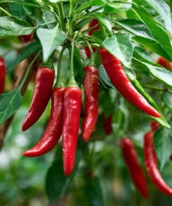 Japanese Sapporo Hot Pepper Seeds - 20 Count, Compact, Spicy Chili - Image 3