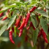 Japanese Sapporo Hot Pepper Seeds - 20 Count, Compact, Spicy Chili - Image 1