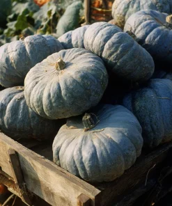 Jarrahdale Pumpkin Seeds – Heirloom Blue-Green Cucurbita Maxima – 10 Seeds - Image 2
