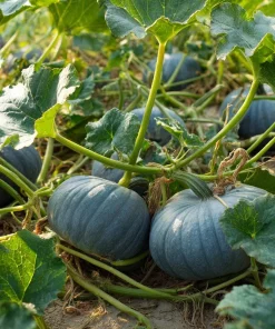 Jarrahdale Pumpkin Seeds – Heirloom Blue-Green Cucurbita Maxima – 10 Seeds - Image 3