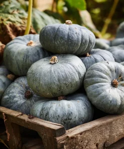 Jarrahdale Pumpkin Seeds – Heirloom Blue-Green Cucurbita Maxima – 10 Seeds - Image 1