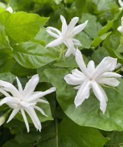 Jasmine Belle of India Live Plant – Double Arabian Jasmine – 4 to 6 Inch Tall – Highly Fragrant - Image 2