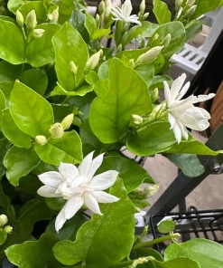 Jasmine Belle of India Live Plant – Double Arabian Jasmine – 4 to 6 Inch Tall – Highly Fragrant - Image 3