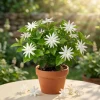 Jasmine Belle of India Live Plant – Double Arabian Jasmine – 4 to 6 Inch Tall – Highly Fragrant - Image 1