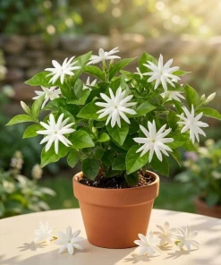 Jasmine Belle of India Live Plant – Double Arabian Jasmine – 4 to 6 Inch Tall – Highly Fragrant - Image 1