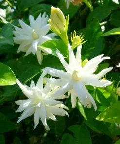 Jasmine Belle of India Live Plant – Double Arabian Jasmine – 4 to 6 Inch Tall – Highly Fragrant - Image 4