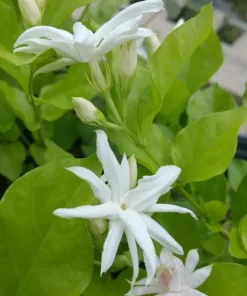 Jasmine Belle of India Live Plant – Double Arabian Jasmine – 4 to 6 Inch Tall – Highly Fragrant - Image 5