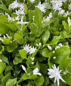 Jasmine Belle of India Live Plant – Double Arabian Jasmine – 4 to 6 Inch Tall – Highly Fragrant - Image 6