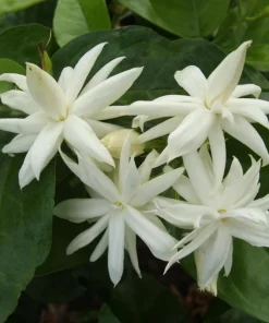 Jasmine Belle of India Live Plant – Double Arabian Jasmine – 4 to 6 Inch Tall – Highly Fragrant - Image 7