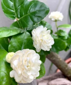 Jasmine Duke of Tuscany Live Plant - 4-6 Inch Tall, Fragrant Double White Flowers, Indoor/Outdoor - Image 2
