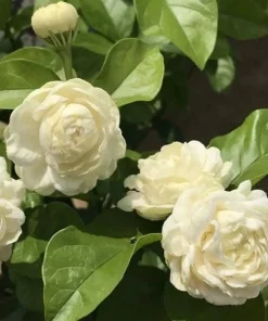 Jasmine Duke of Tuscany Live Plant - 4-6 Inch Tall, Fragrant Double White Flowers, Indoor/Outdoor - Image 3