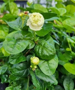Jasmine Duke of Tuscany Live Plant - 4-6 Inch Tall, Fragrant Double White Flowers, Indoor/Outdoor - Image 4