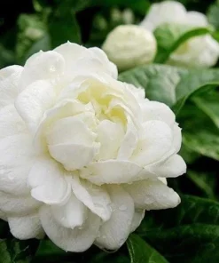 Jasmine Duke of Tuscany Live Plant - 4-6 Inch Tall, Fragrant Double White Flowers, Indoor/Outdoor - Image 5