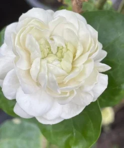 Jasmine Duke of Tuscany Live Plant - 4-6 Inch Tall, Fragrant Double White Flowers, Indoor/Outdoor - Image 6