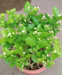 Jasmine Duke of Tuscany Live Plant - 4-6 Inch Tall, Fragrant Double White Flowers, Indoor/Outdoor - Image 7