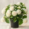 Jasmine Duke of Tuscany Live Plant - 4-6 Inch Tall, Fragrant Double White Flowers, Indoor/Outdoor - Image 1