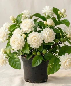 Jasmine Duke of Tuscany Live Plant - 4-6 Inch Tall, Fragrant Double White Flowers, Indoor/Outdoor - Image 1