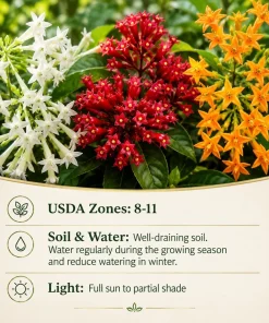 Jasmine Live Plants 3-Pack – White, Red, Orange Bloom – 4-8 Inch Tall - Image 3