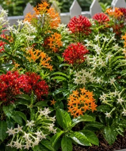 Jasmine Live Plants 3-Pack – White, Red, Orange Bloom – 4-8 Inch Tall - Image 5