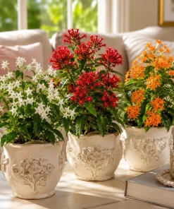 Jasmine Live Plants 3-Pack – White, Red, Orange Bloom – 4-8 Inch Tall - Image 1