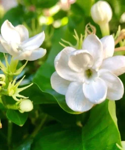 Jasmine Sambac Orleans Live Plant – Highly Fragrant White Flowers, 4-6 Inch Tall, Indoor/Outdoor - Image 2