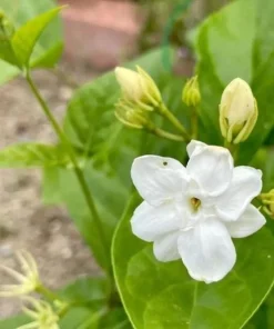 Jasmine Sambac Orleans Live Plant – Highly Fragrant White Flowers, 4-6 Inch Tall, Indoor/Outdoor - Image 3