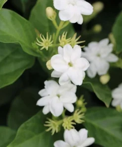 Jasmine Sambac Orleans Live Plant – Highly Fragrant White Flowers, 4-6 Inch Tall, Indoor/Outdoor - Image 4